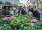 400 Kg Edamame Lapas Lombok Barat Ludes Terjual, Target Panen Capai 4 Ton