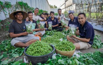 400 Kg Edamame Lapas Lombok Barat Ludes Terjual, Target Panen Capai 4 Ton