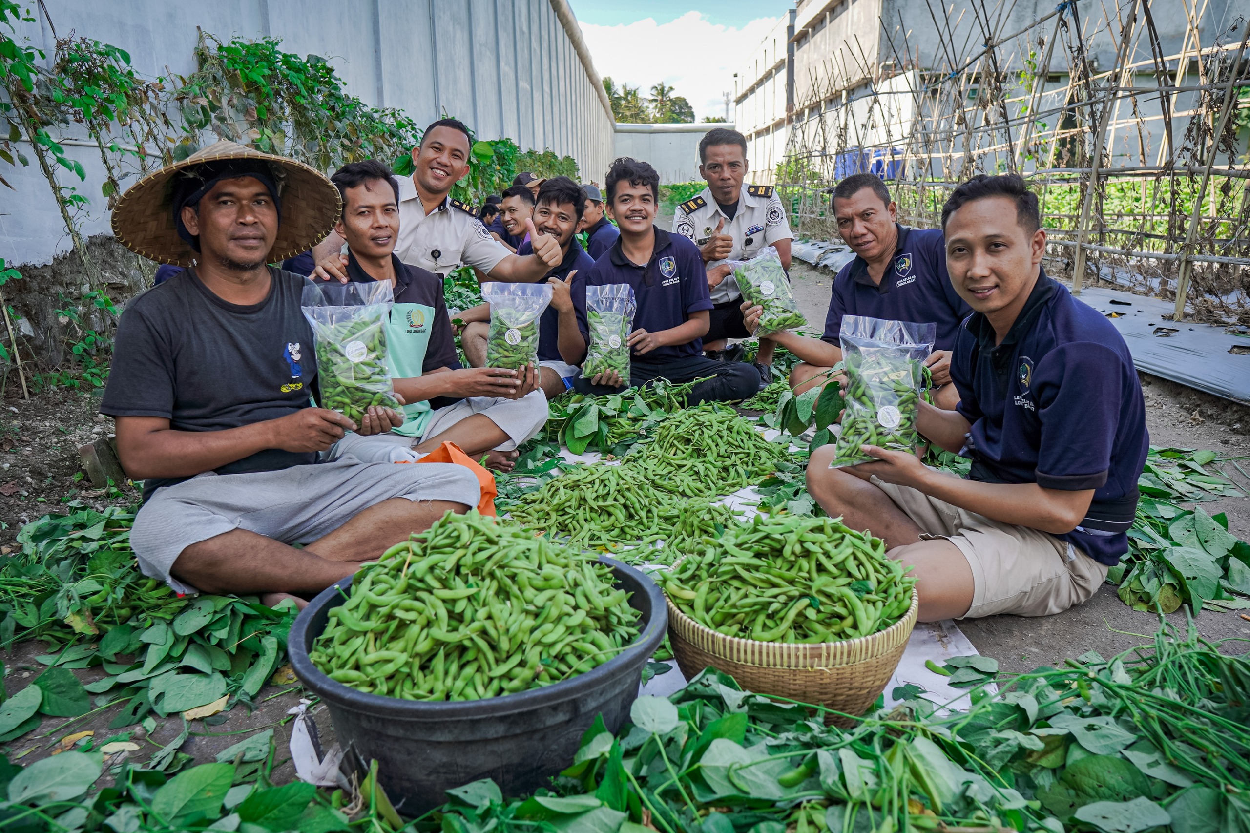 400 Kg Edamame Lapas Lombok Barat Ludes Terjual, Target Panen Capai 4 Ton