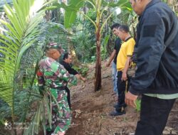 Bayi Laki-laki Ditemukan Hidup di Bawah Pohon Pisang, Polisi Buru Pelaku