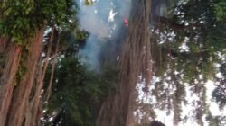 Api Lahap Pohon Beringin di Tamansari, Penyebab Masih Misterius
