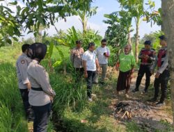 Heboh! Perempuan Ditemukan Tak Bernyawa di Sawah Perbatasan Narmada