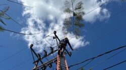PLN Perbarui Jaringan Listrik di Praya, Tekan Potensi Gangguan