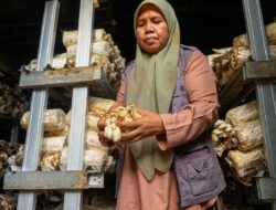 Desa Medana Bergerak: Jamur Tiram Jadi Mesin Ekonomi Warga