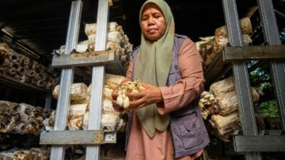 Desa Medana Bergerak: Jamur Tiram Jadi Mesin Ekonomi Warga