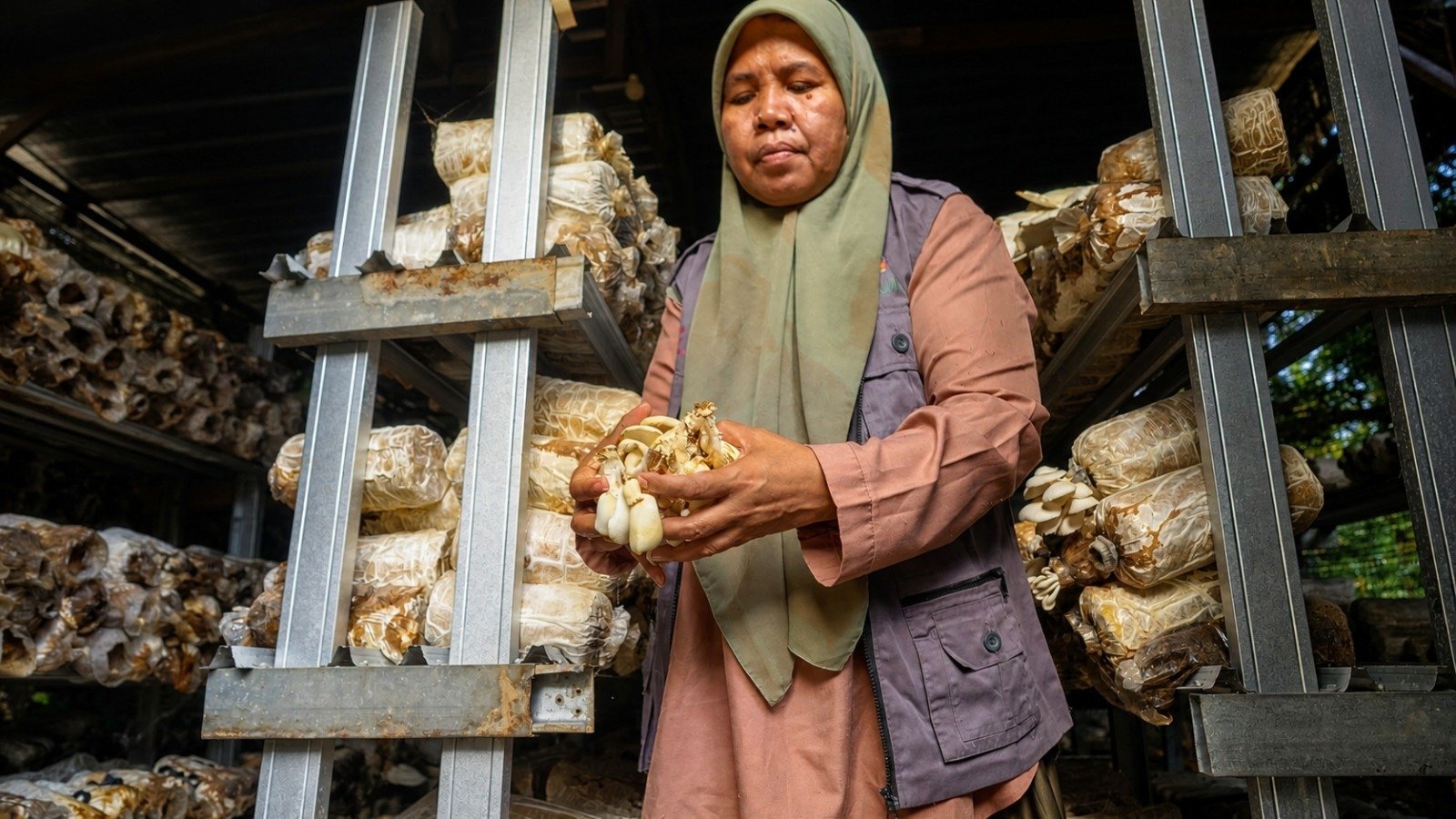 Desa Medana Bergerak: Jamur Tiram Jadi Mesin Ekonomi Warga