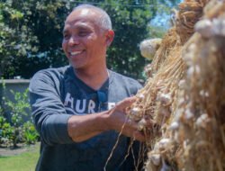 Bawang Putih Sembalun Dibidik Jadi Mesin Swasembada