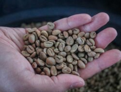 Kopi Arabika Sajang Diburu Pasar, Produksi Baru 5 Ton, Jepang Mulai Melirik