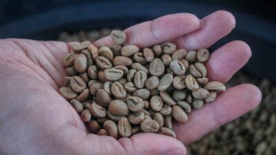 Kopi Arabika Sajang Diburu Pasar, Produksi Baru 5 Ton, Jepang Mulai Melirik