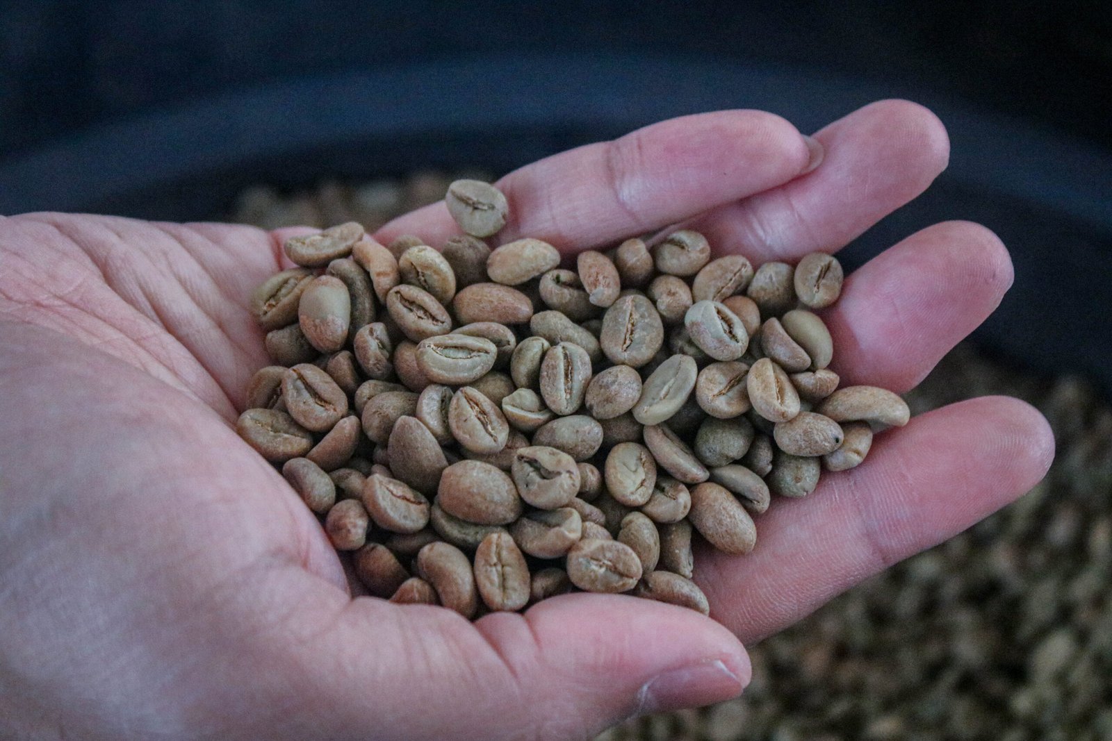 Kopi Arabika Sajang Diburu Pasar, Produksi Baru 5 Ton, Jepang Mulai Melirik