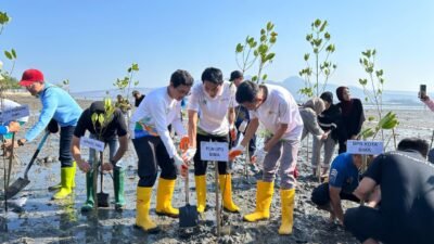 PLN dan Pemkot Bima Tanam 600 Mangrove di Pantai Lawata