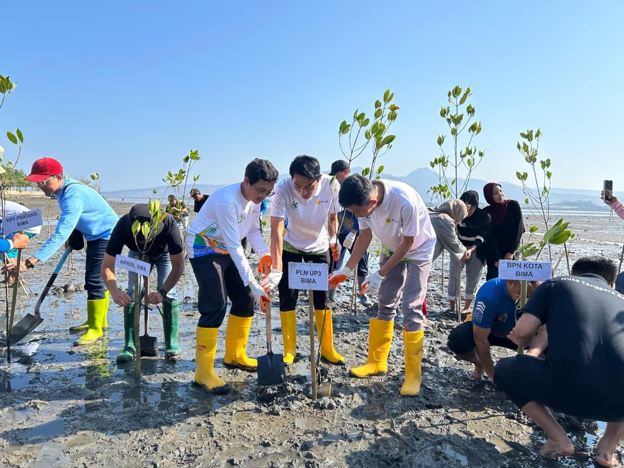 PLN dan Pemkot Bima Tanam 600 Mangrove di Pantai Lawata