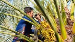 Murung Raya Lirik Kurma Tropis NTB, Target Mulai 2027
