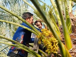 Murung Raya Lirik Kurma Tropis NTB, Target Mulai 2027