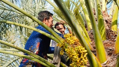 Murung Raya Lirik Kurma Tropis NTB, Target Mulai 2027