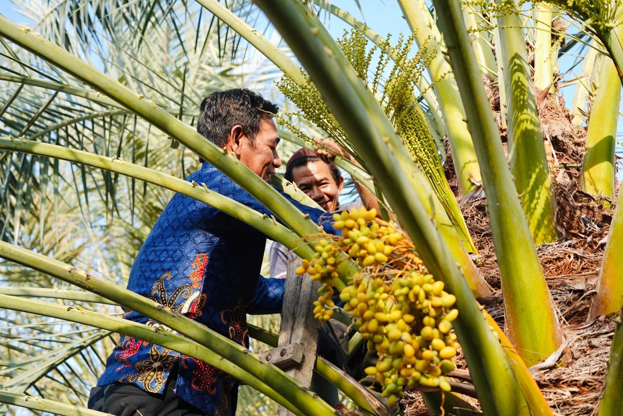 Murung Raya Lirik Kurma Tropis NTB, Target Mulai 2027