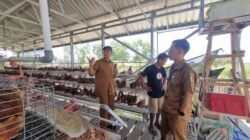 Produksi Telur Desa Berdaya NTB: Ada yang 74%, Ada 10%