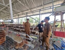 Produksi Telur Desa Berdaya NTB: Ada yang 74%, Ada 10%