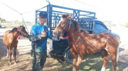 Pacuan Kuda Dompu Jadi Mesin Ekonomi Warga