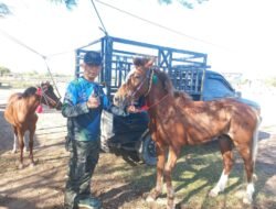 Pacuan Kuda Dompu Jadi Mesin Ekonomi Warga