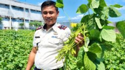 Berdayakan Warga Binaan, Lapas Lombok Barat Sukses Gelar Panen Raya Edamame di Tengah Musim Kemarau
