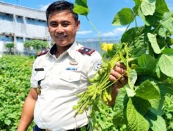 Berdayakan Warga Binaan, Lapas Lombok Barat Sukses Gelar Panen Raya Edamame di Tengah Musim Kemarau