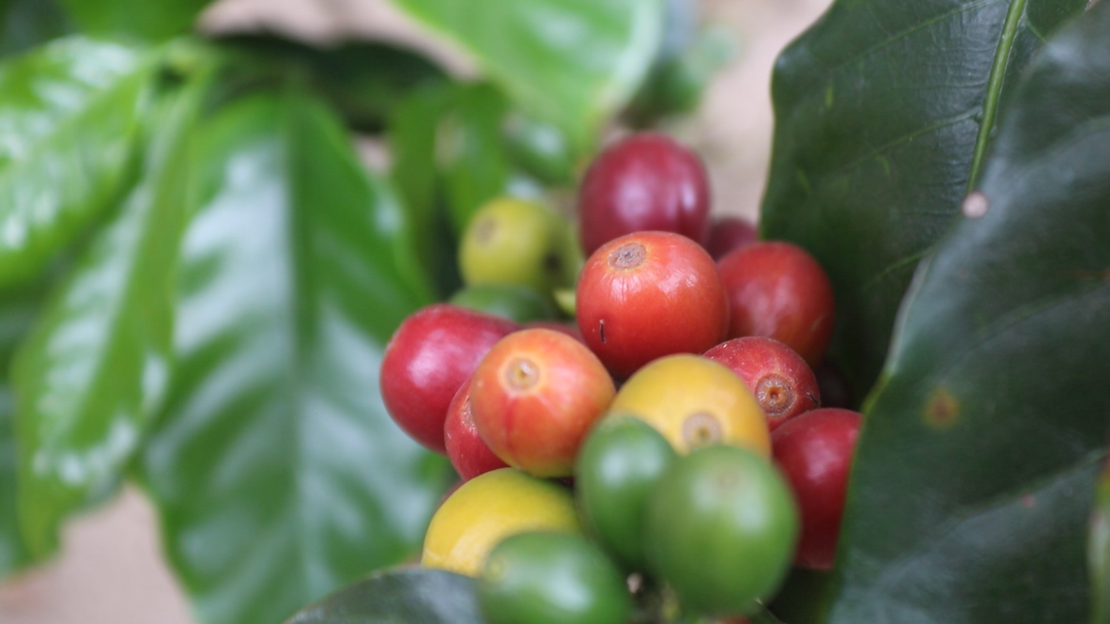Kopi Arabika Sajang Diburu Pasar, Produksi Baru 5 Ton, Jepang Mulai Melirik